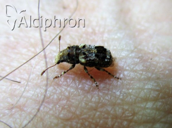 Enedreytes sepicola