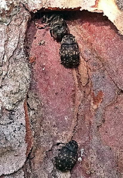 Anthribus nebulosus