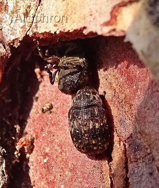 Anthribus nebulosus