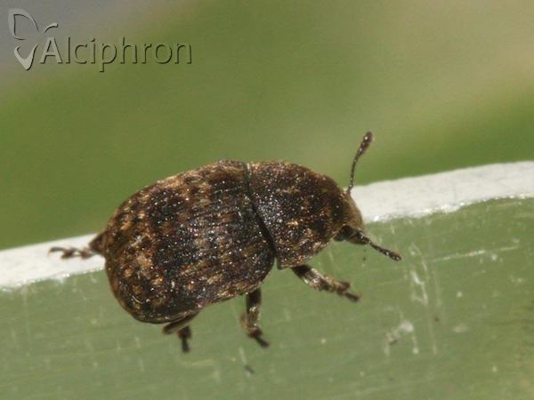 Anthribus nebulosus
