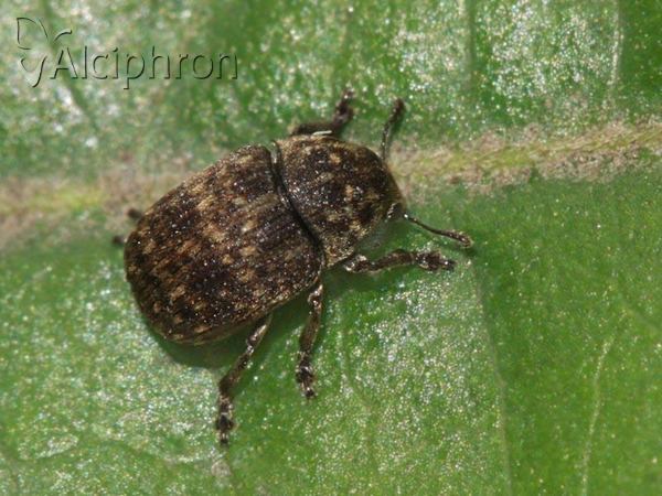 Anthribus nebulosus