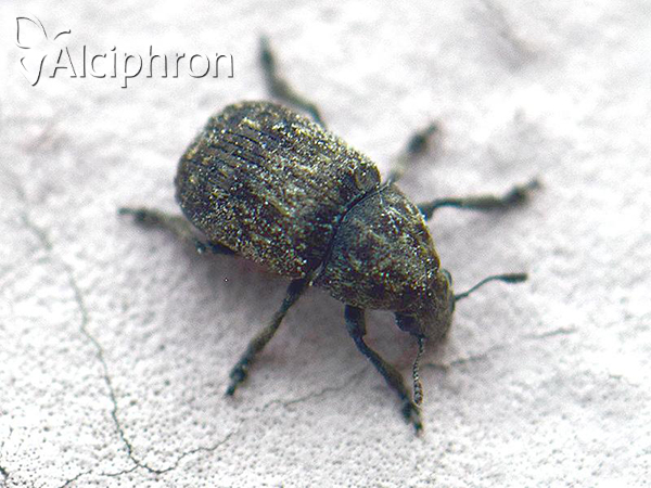 Anthribus nebulosus