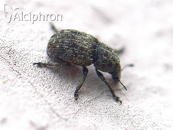 Anthribus nebulosus
