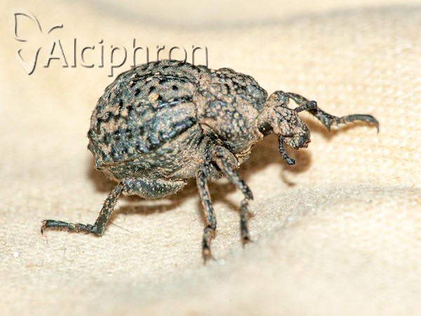 Brachycerus foveicollis