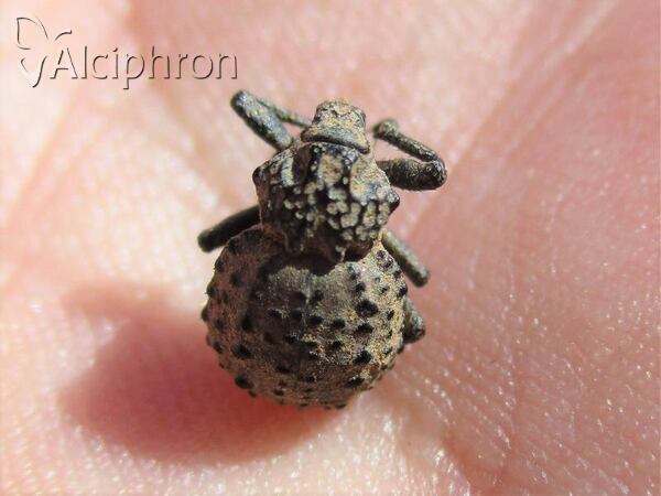 Brachycerus foveicollis