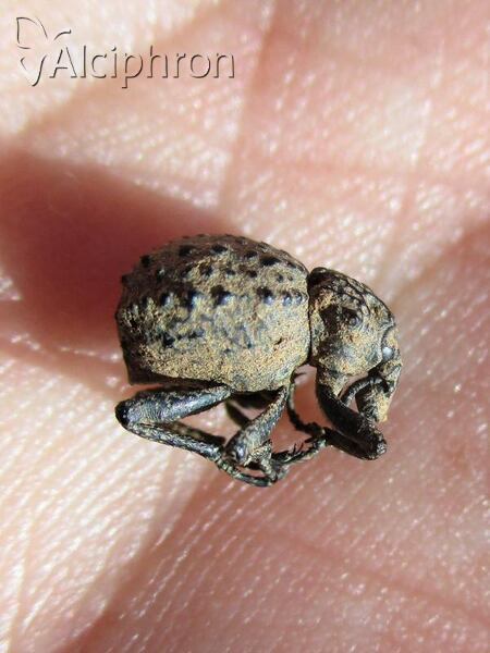Brachycerus foveicollis