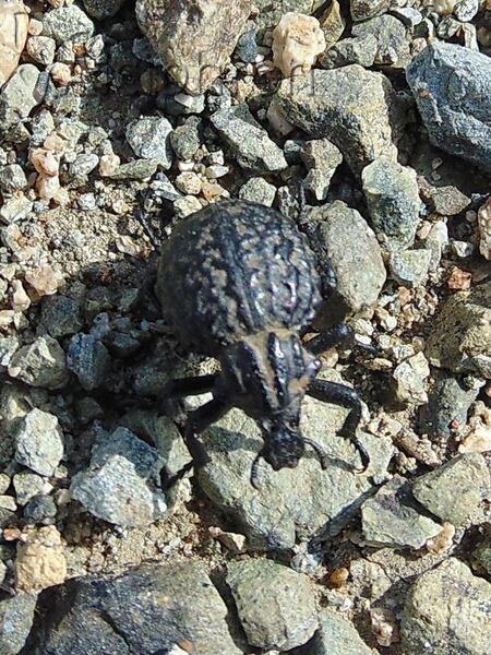 Brachycerus sinuatus