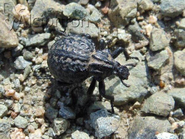 Brachycerus sinuatus
