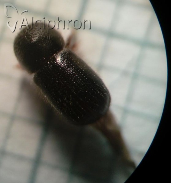 Xylographus bostrichoides