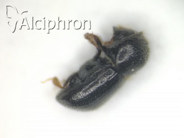 Xylographus bostrichoides