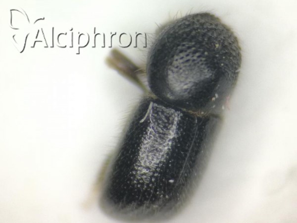 Xylographus bostrichoides