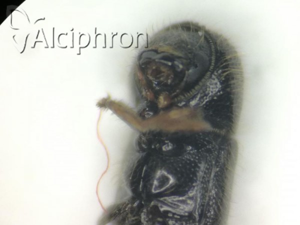 Xylographus bostrichoides