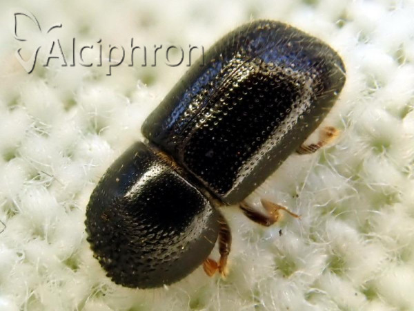 Xylographus bostrichoides