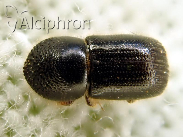 Xylographus bostrichoides