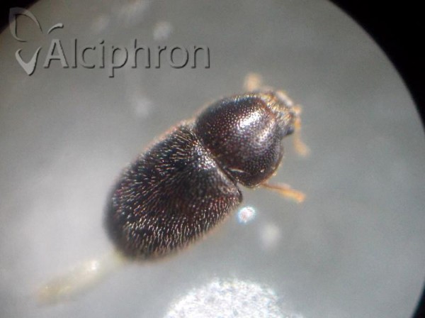 Sulcacis fronticornis