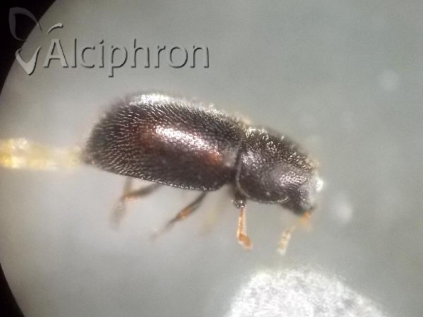 Sulcacis fronticornis