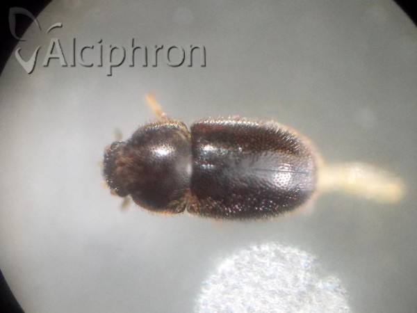 Sulcacis fronticornis