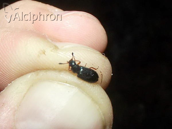 Necrobia rufipes