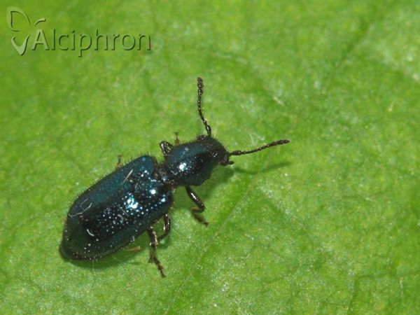 Necrobia violacea