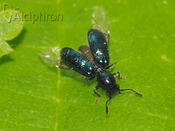 Necrobia violacea