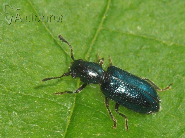 Necrobia violacea
