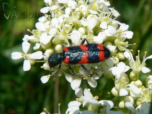 Trichodes alvearius