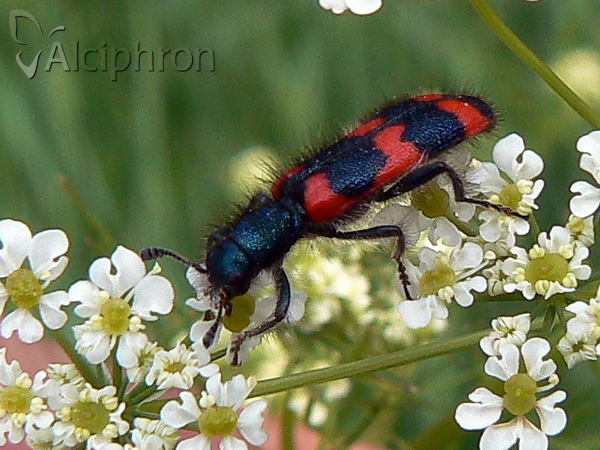 Trichodes alvearius