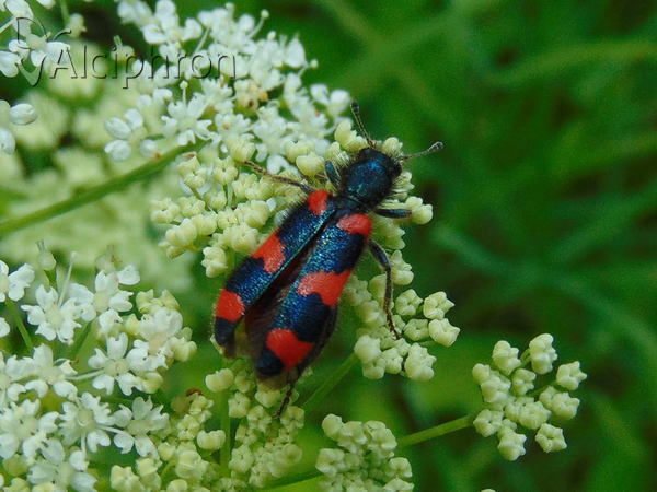 Trichodes alvearius
