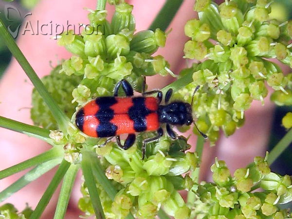 Trichodes apiarius