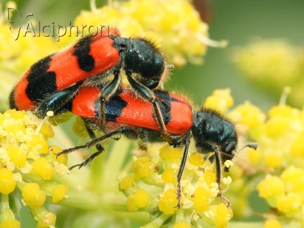 Trichodes apiarius