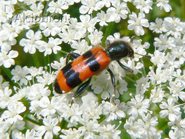 Trichodes apiarius