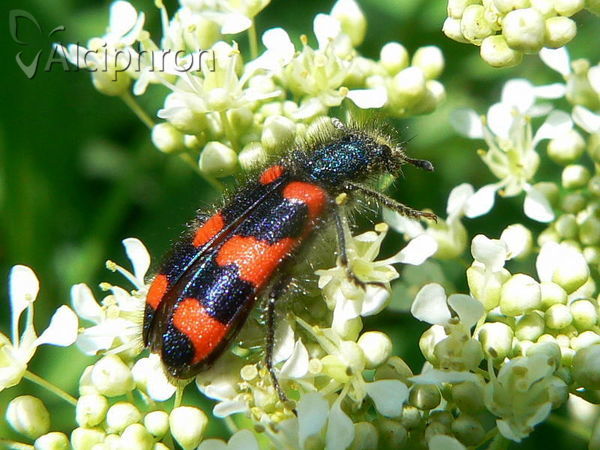 Trichodes apiarius