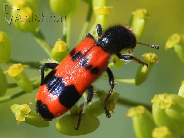 Trichodes apiarius