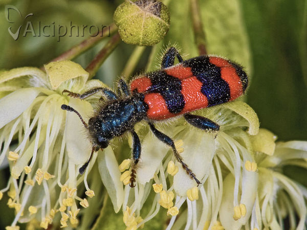 Trichodes apiarius