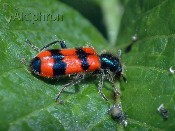 Trichodes apiarius