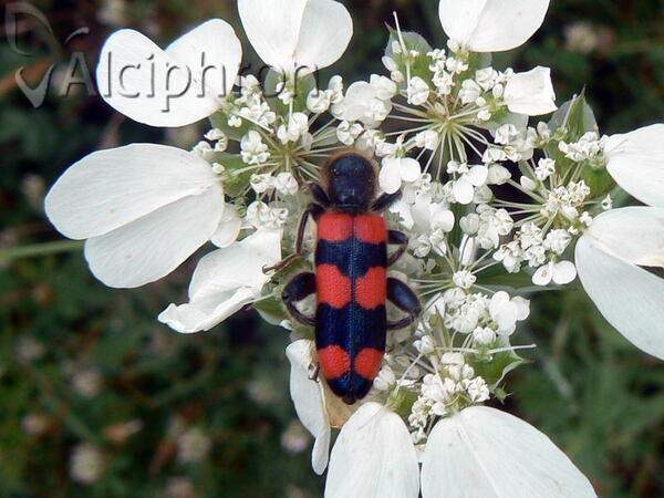 Trichodes crabroniformis