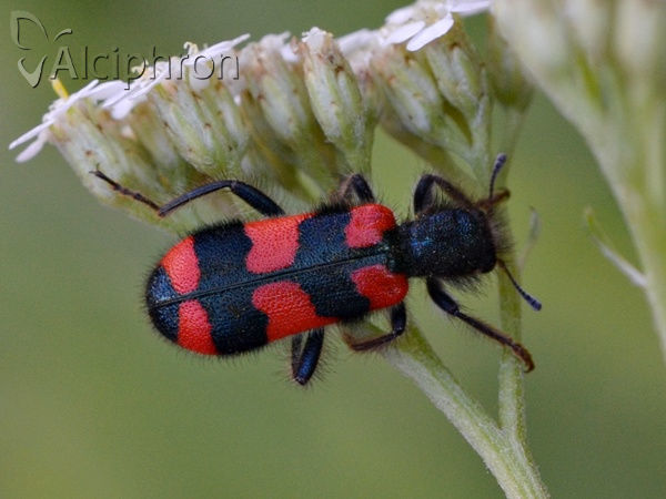 Trichodes favarius