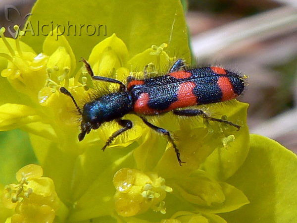 Trichodes favarius
