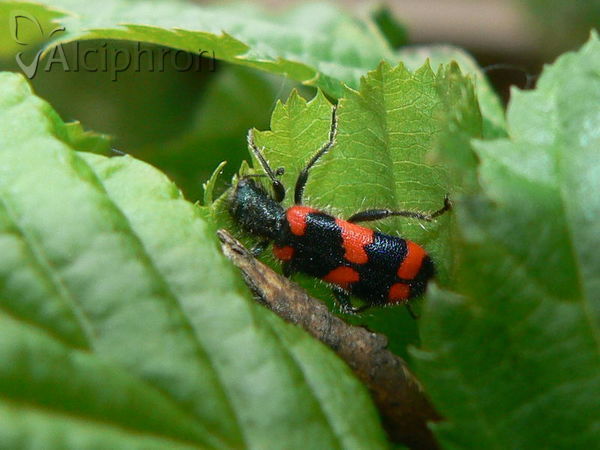 Trichodes favarius