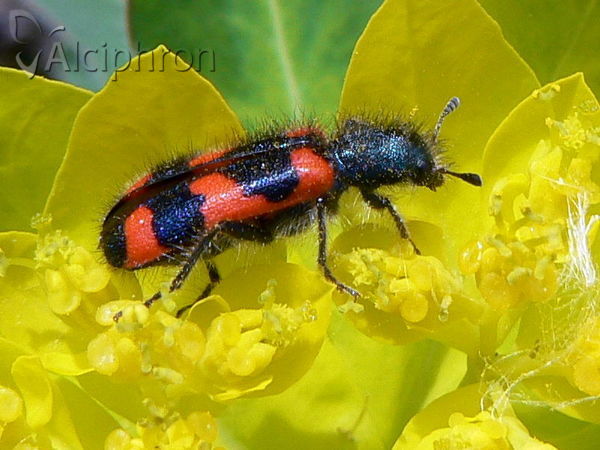 Trichodes favarius
