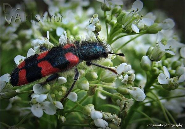 Trichodes favarius