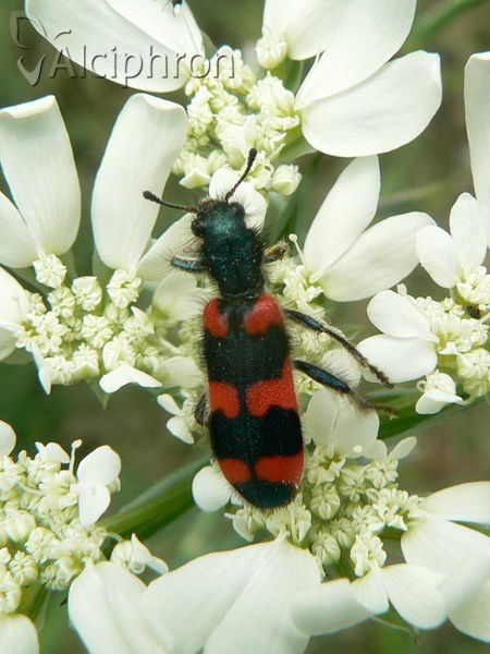 Trichodes favarius