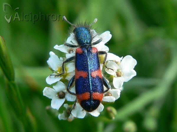 Trichodes punctatus