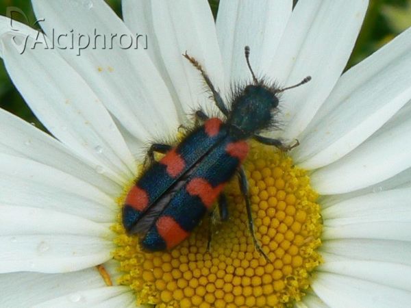 Trichodes punctatus