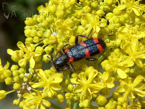 Trichodes punctatus