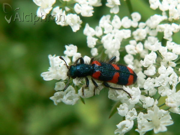 Trichodes punctatus