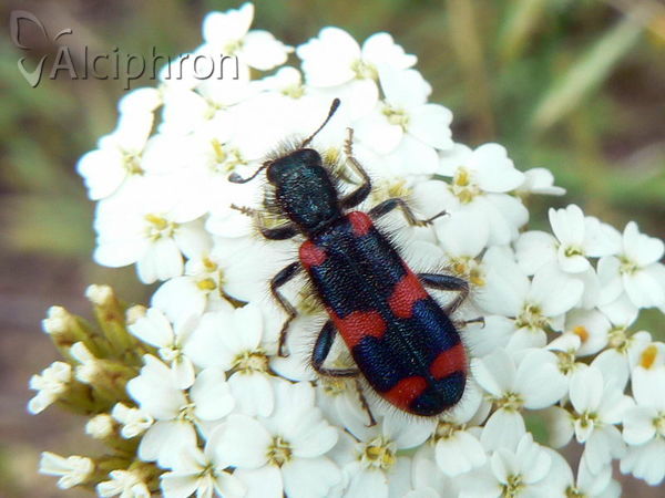 Trichodes punctatus