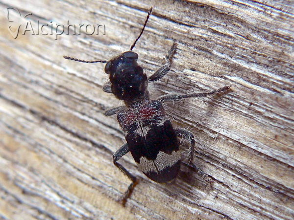 Clerus mutillarius