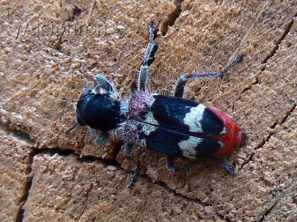 Clerus mutillarius