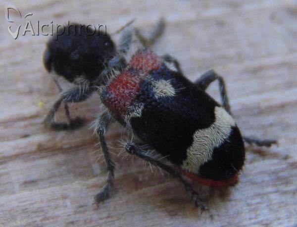 Clerus mutillarius